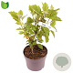 Hydrangea querc. 'Sike's Dwarf' 30-40 cm 3,0L