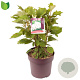 Hydrangea querc. Snow Queen 40-50 cm 10L