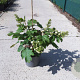 Hydrangea quercifolia 40-50 cm 10L