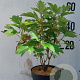 Hydrangea quercifolia 40-50 cm 10L