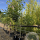 Juglans regia 12-14 cm cont. 110L