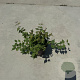 Kolkwitzia amabilis 30-40 cm P13