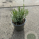 Lavandula ang. 'Hidcote' GM P13