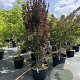 Lagerstroemia i. Rhapsody in Blue 175-200 cm cont. 80L meerstammig
