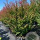 Lagerstroemia i. 'Rubra Magnifica' 140-160 cm cont. 80L meerstammig