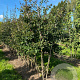 Parrotia persica 'Bella' 300-350 cm draadkluit meerstammig