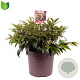 Leucothoe Carinella 40-50 cm 13L