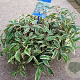 Leucothoe f. Whitewater 40-50 cm 13L