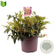 Leucothoe keiskei 'Royal Ruby' 40-50 cm 13L