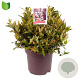 Leucothoe 'Zeblid' 40-50 cm 13L