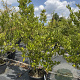 Ligustrum j. 'Texanum' 150-175 cm 50L meerstammig