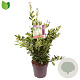 Ligustrum j. 'Texanum' 60-80 cm 10L