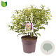 Ligustrum luc. Green Screen 50-60 cm 10L