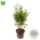 Ligustrum ovalifolium 50-60 cm 7,5L