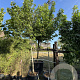 Liquidambar s. 'Jason' 16-18 cm cont. 80L