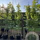 Liquidambar s. 'SlenderSilhouette' 200-250 cm 30L