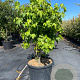 Liquidambar styraciflua 100-125 cm cont. 110L meerstammig