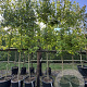 Liquidambar styraciflua 12-14 HO 50L
