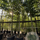 Liquidambar styraciflua 200 cm stam cont. 110L 18-20 leiboom