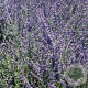 Perovskia 'Blue Spire' GM P9