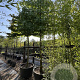 Liquidambar styraciflua 25-30 cm container 200 cm stam leiboom
