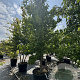 Liquidambar styraciflua 350-400 cm cont. 175L meerstammig
