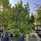 Liquidambar styraciflua 350-400 cm cont. 230L