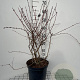Lonicera caerulea 60-80 cm 7,5L