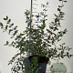Lonicera caerulea 60-80 cm 7,5L