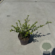 Lonicera nit. 'Elegant' 30-40 cm P13