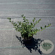 Lonicera pileata 30-40 cm P13
