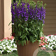 Lobelia s. Starship Blue GM 2,0L