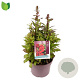 Lobelia s. 'Starship Scarlet' GM C5