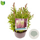 Lythrum Robin GM 2,0L
