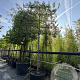 Malus 'Braendkjaer' 20-25 cm cont. 230L 200 cm stam leiboom
