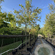 Malus 'Evereste' 16-18 HO cont. 80L 200 cm stam leiboom