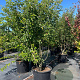 Malus 'Evereste' 225-250 cm cont. 110L meerstammig