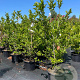 Magnolia loebneri 'Leonard Messel' 125-150 cm 20L