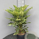 Mahonia media 'Winter Sun' 60 cm 10L