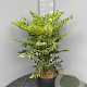 Mahonia media 'Winter Sun' 60 cm 10L