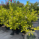 Magnolia soulangeana 100-125 cm 20L