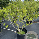 Magnolia soulangeana 100-125 cm 50L