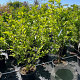 Magnolia soulangeana 120-140 cm 20L