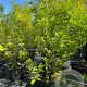 Magnolia soulangeana 175-200 cm cont. 80L meerstammig