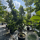 Magnolia soul. 'Superba' 200-225 cm cont. 110L
