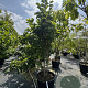 Magnolia soul. 'Superba' 225-250 cm cont. 110L najaarspotting