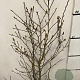 Magnolia stellata 80-100 cm 10L