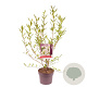 Magnolia stellata 80-100 cm 5,0L