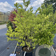 Magnolia 'Susan' 120-140 cm 30L