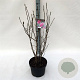 Magnolia 'Susan' 80-100 cm 10L